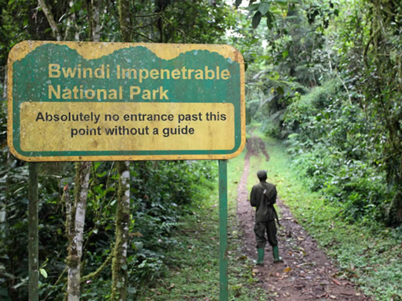 Self Drive in Bwindi Impenetrable Forest National Park